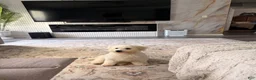 Maltipoo dogs for sale: Maltipoo 1 - Ad 4