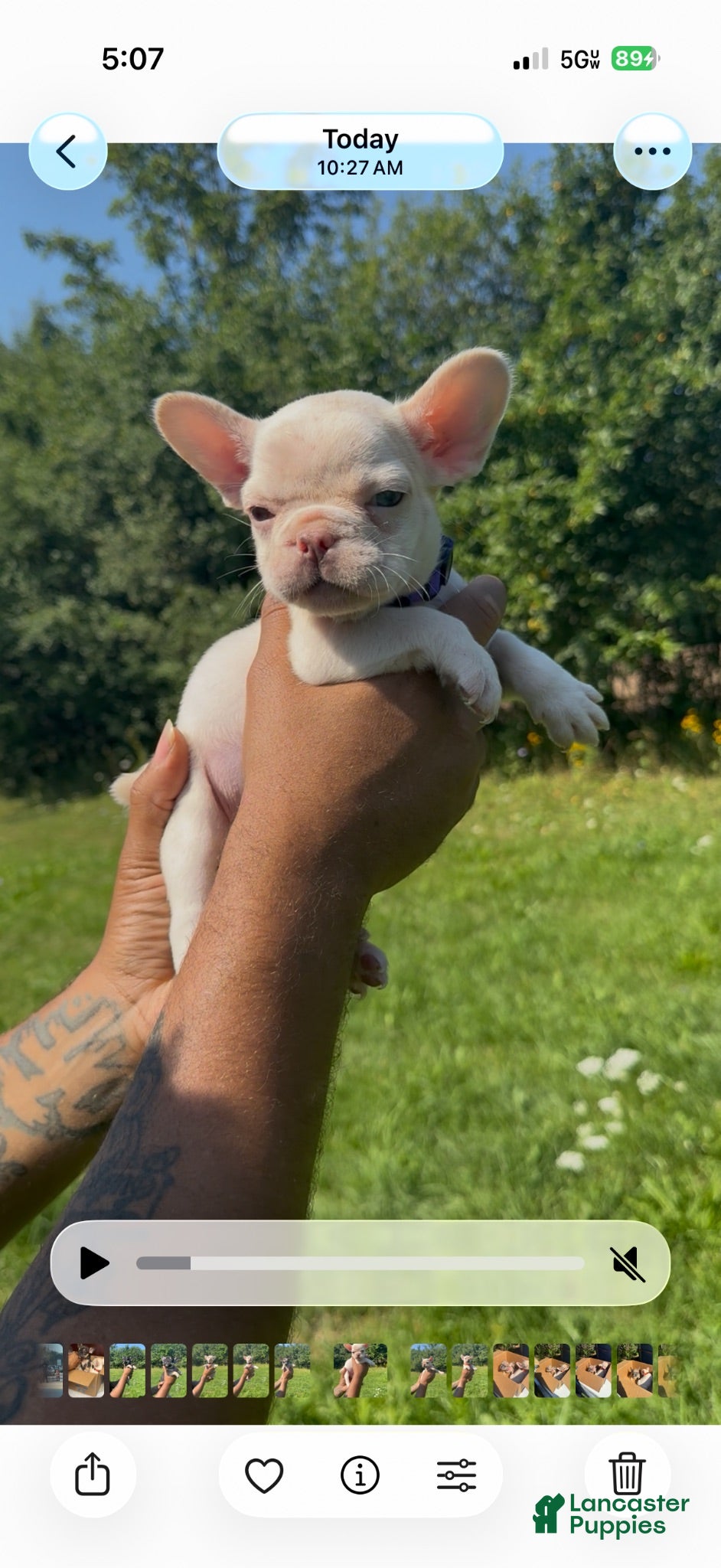 French Bulldog dogs Dior - Ad 32