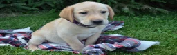 Labrador Retriever dogs for sale: Ellie - Ad 3
