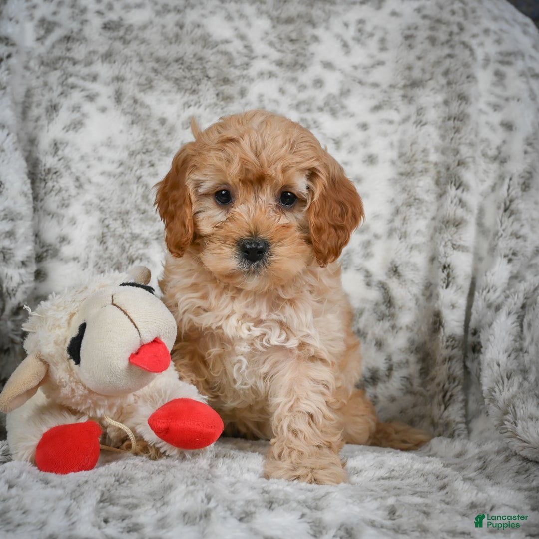 Cavapoo dogs for sale: Shaggy - Ad 2