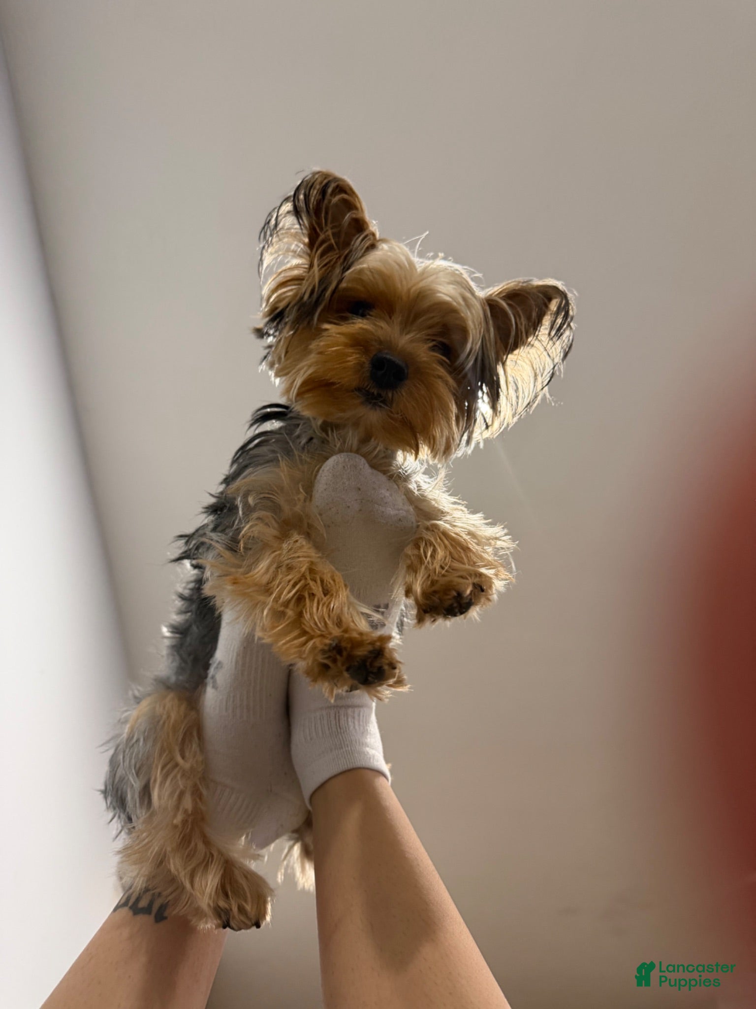Yorkshire Terrier dogs Yorkshire Terrier 1 - Ad 3