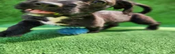 Mixed Breed dogs for sale: Slippers  - Ad 5