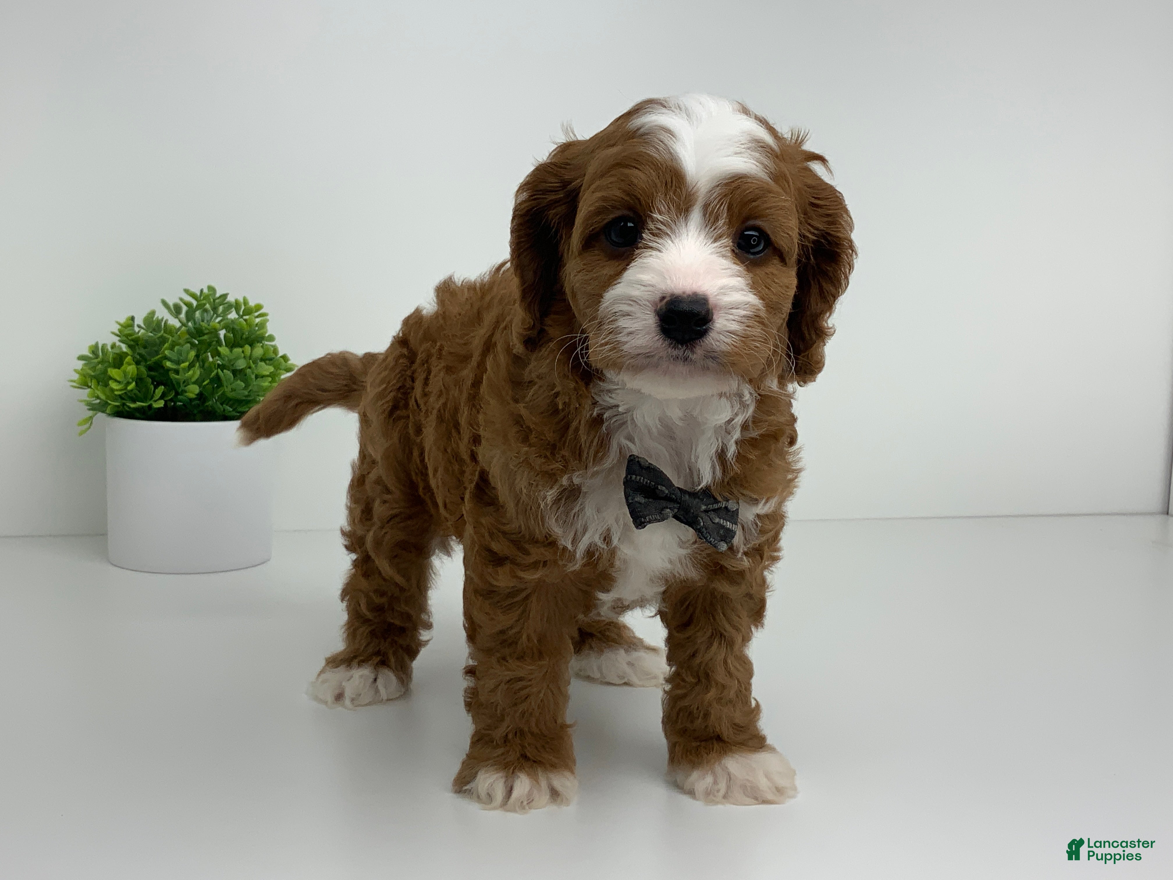 Cavapoo dogs Conner - Ad 1
