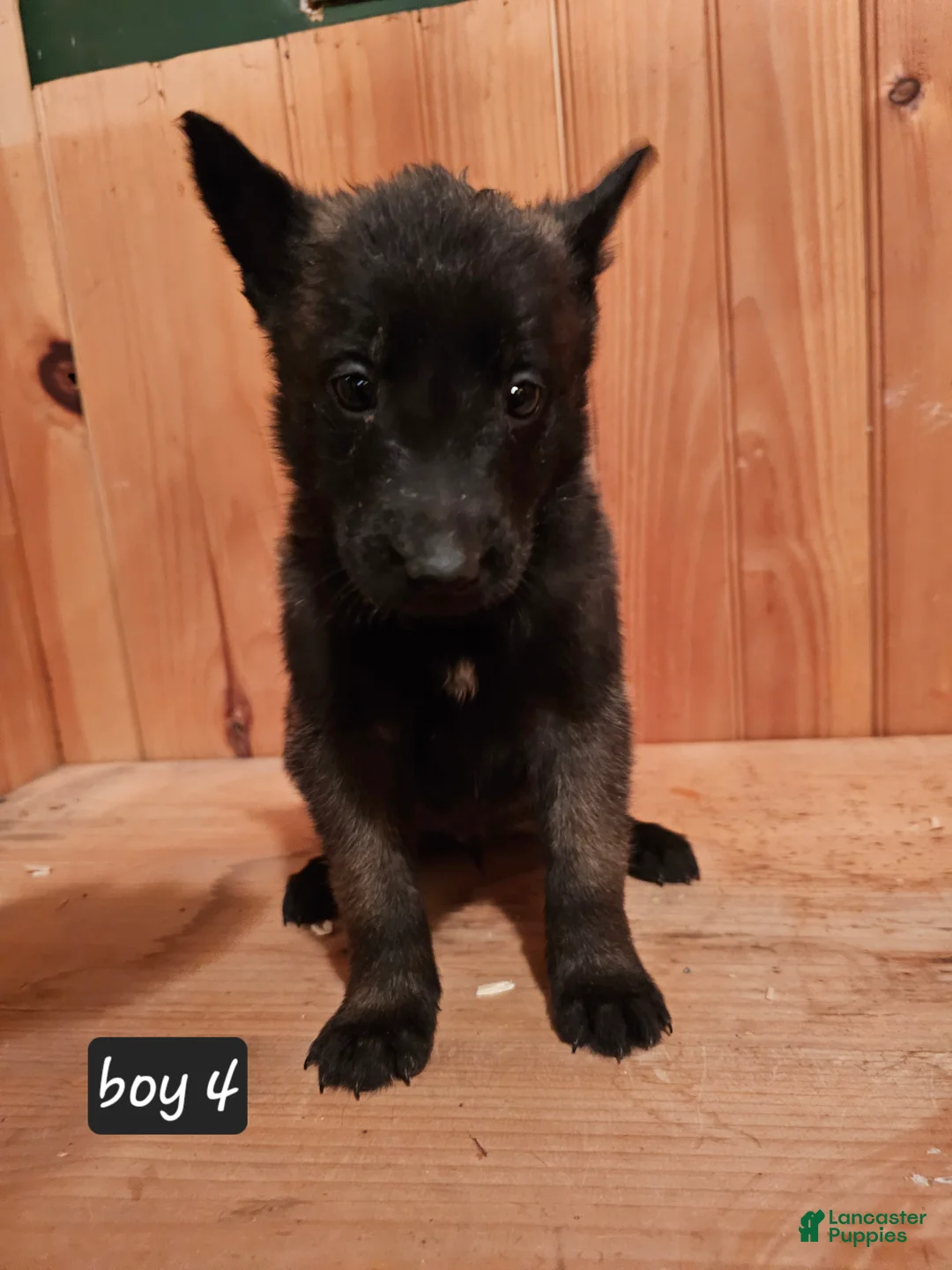 Belgian Malinois dogs for sale: Belgian Malinois Puppy 4 - Ad 2