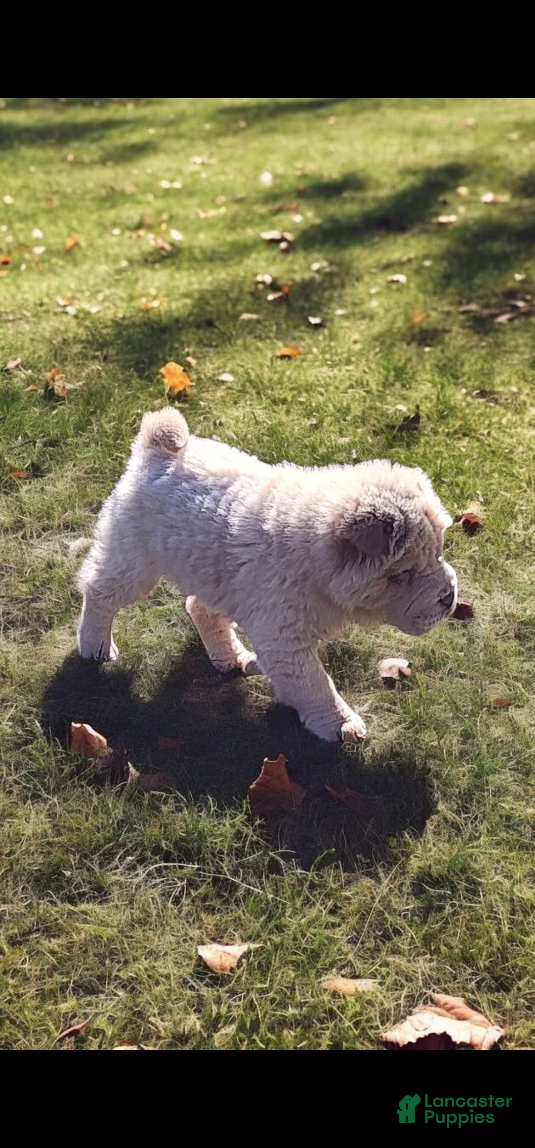 Shar Pei dogs for sale: Creamsicle  - Ad 3