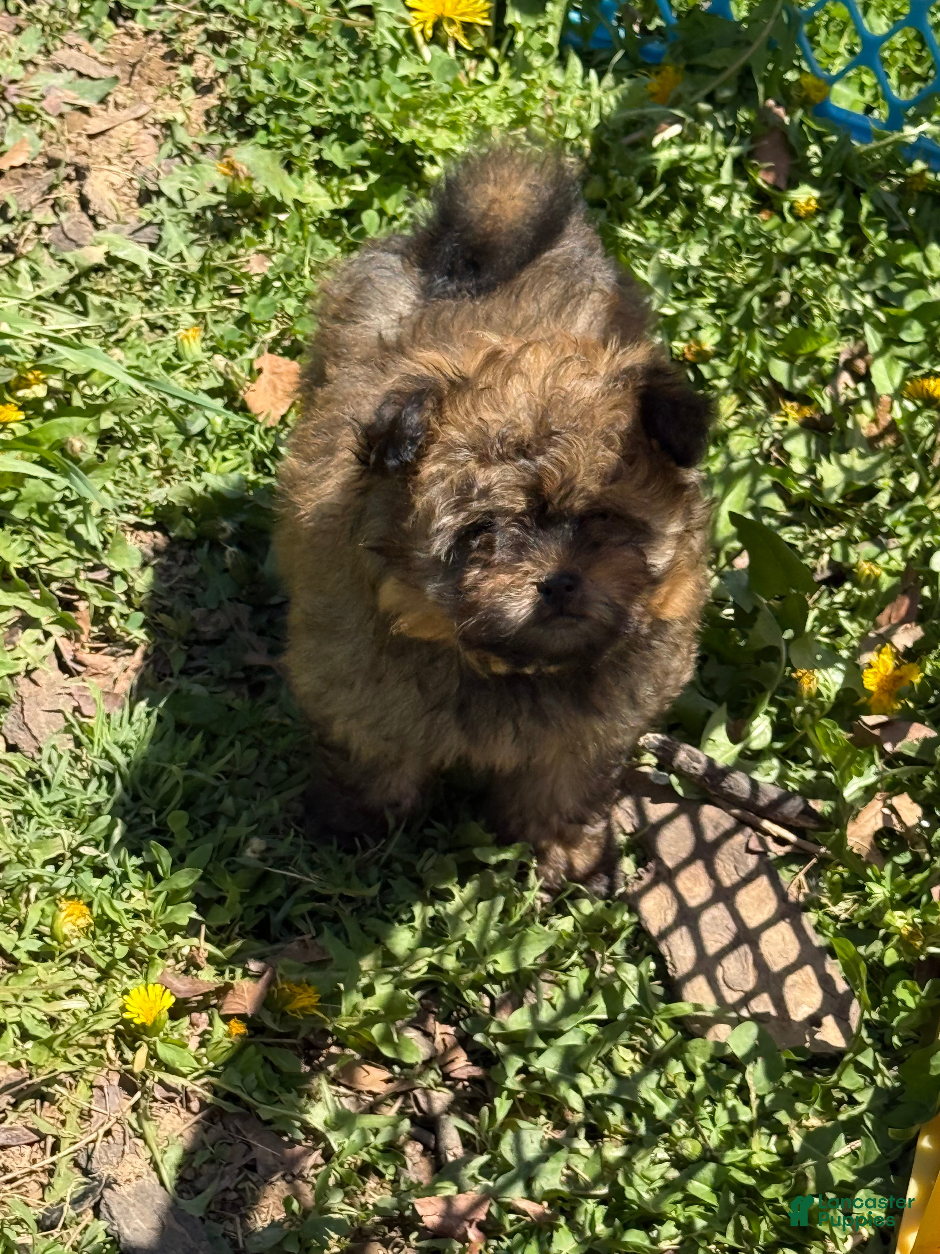 Pomapoo dogs Pomapoo Puppy 1 - Ad 9