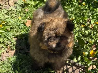 Pomapoo dogs Pomapoo Puppy 1 - Ad 9