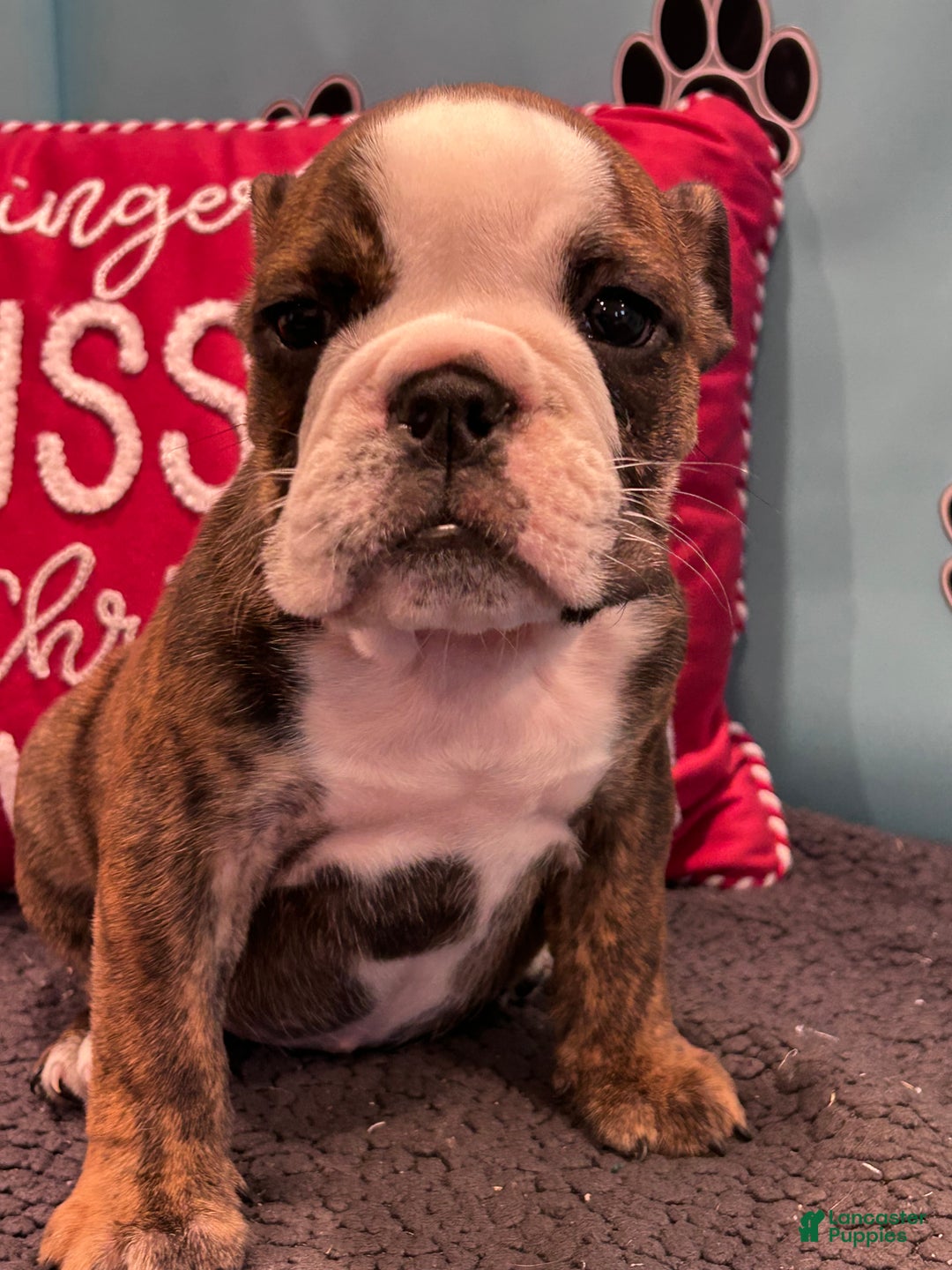 English Bulldog dogs for sale: BAILEY - Ad 1