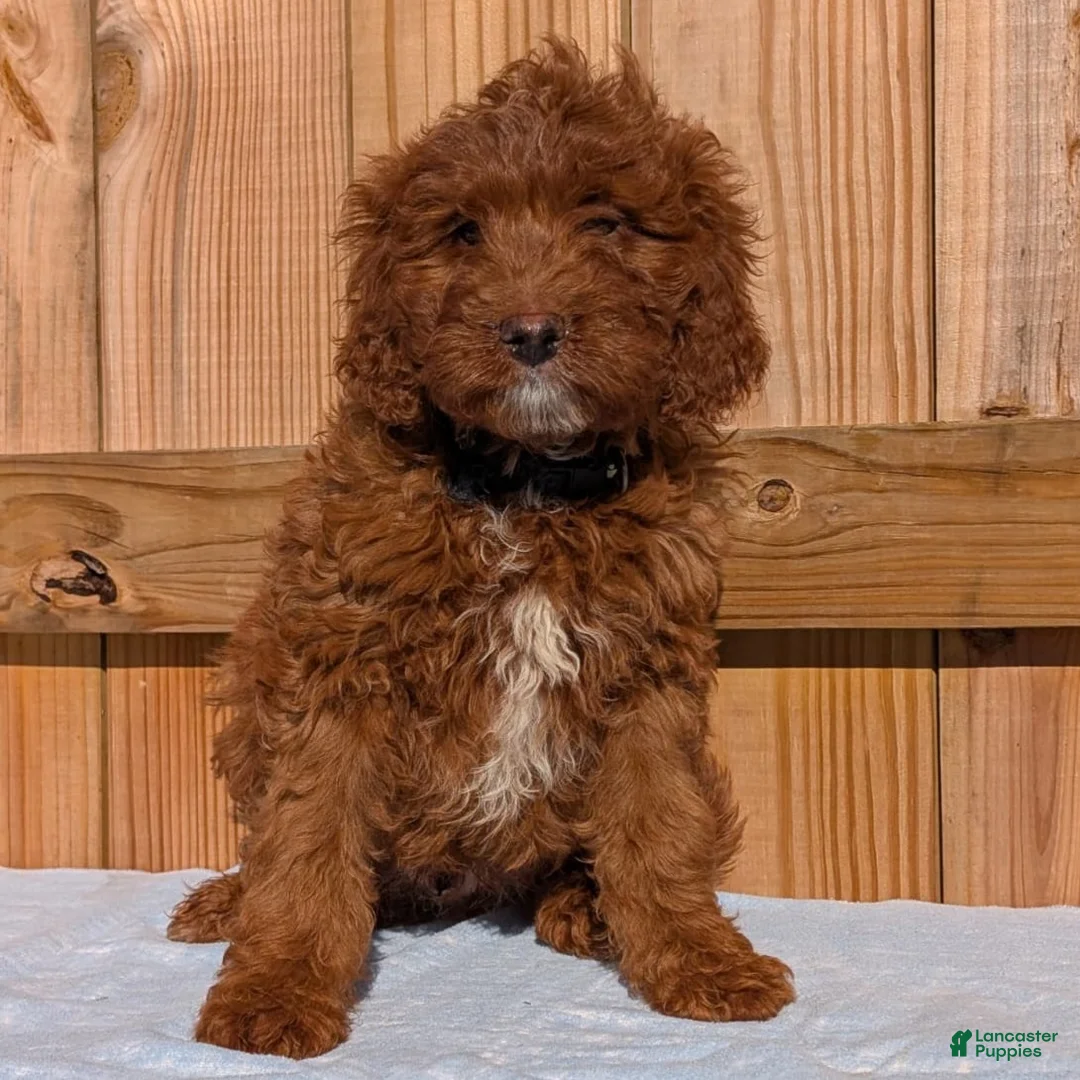 Irish Doodle dogs for sale: Tucker - Mini - Ad 2
