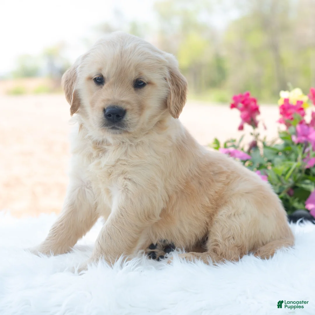 Golden Retriever dogs for sale: Marko  - Ad 2