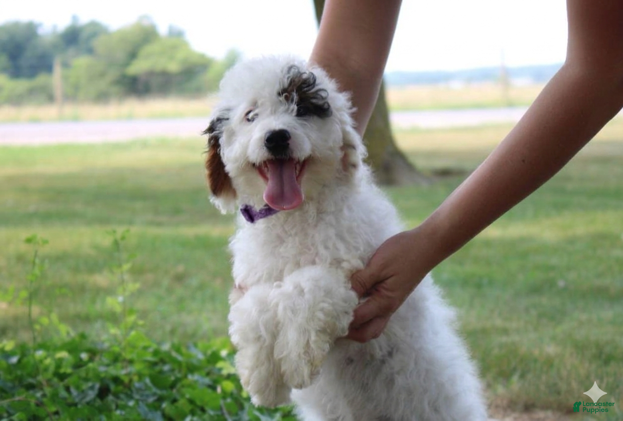 Mini Goldendoodle dogs Reina  - Ad 1