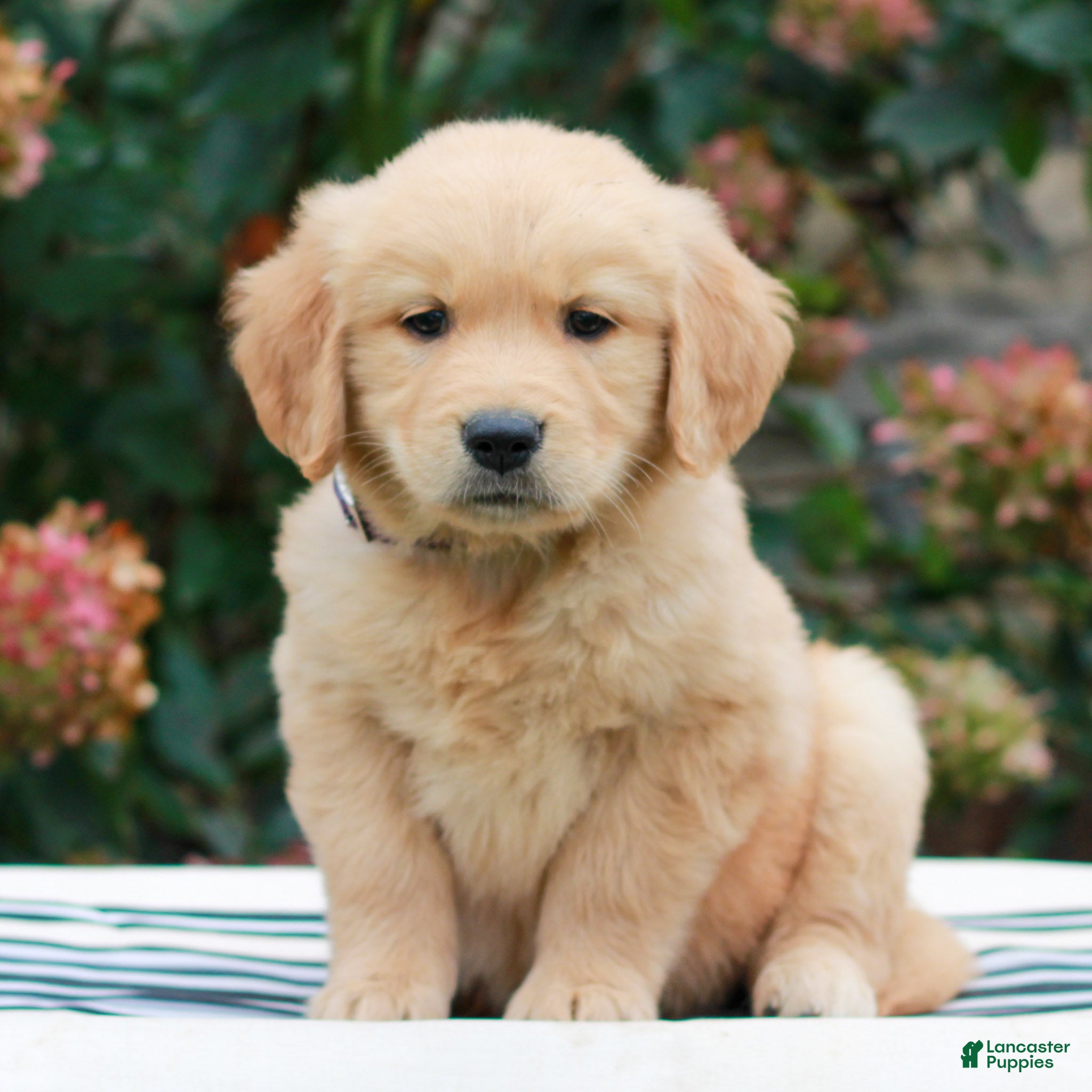 Golden Retriever dogs for sale: Maya  - Ad 2