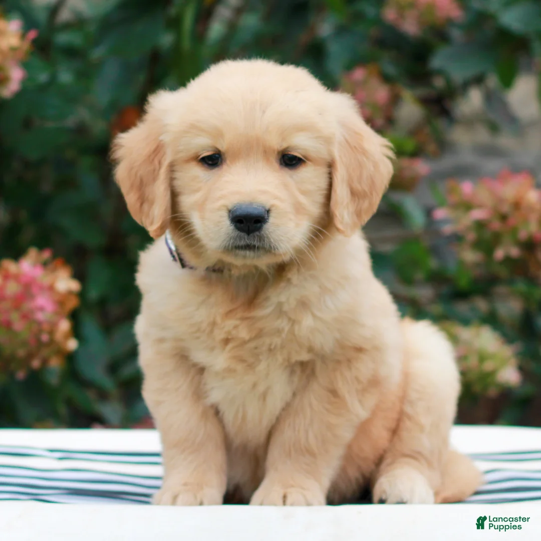 Golden Retriever dogs for sale: Maya  - Ad 1