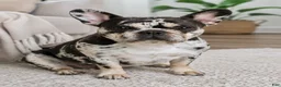 French Bulldog dogs for sale: French Bulldog 1 Mail - Ad 2
