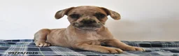 Mixed Breed dogs for sale: Luna  - Ad 3