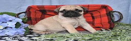 Pug dogs for sale: Cassie - Ad 4