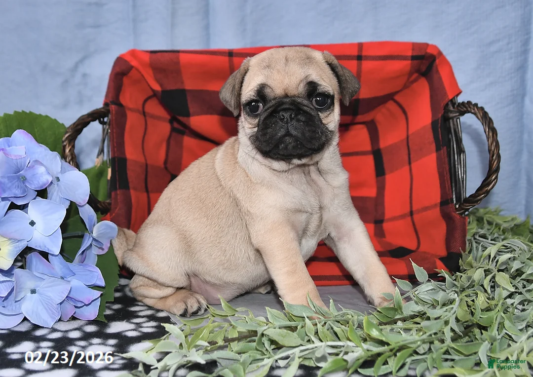 Pug dogs for sale: Cassie - Ad 4