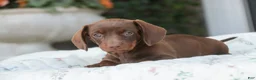 Dachshund dogs for sale: Mocha - Ad 4