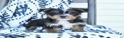 Yorkshire Terrier dogs for sale: Checkers - Ad 3