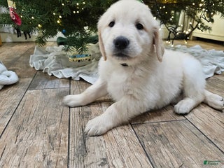 Golden Retriever dogs Golden Retriever Puppy 1 - Ad 41