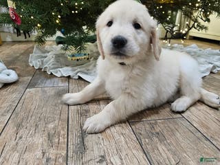 Golden Retriever dogs Golden Retriever Puppy 1 - Ad 2