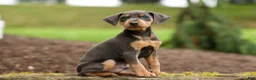 Miniature Pinscher dogs for sale: ANDREW - Ad 7