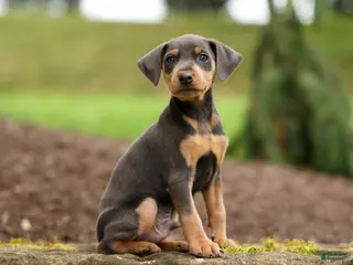 Miniature Pinscher dogs ANDREW - Ad 1