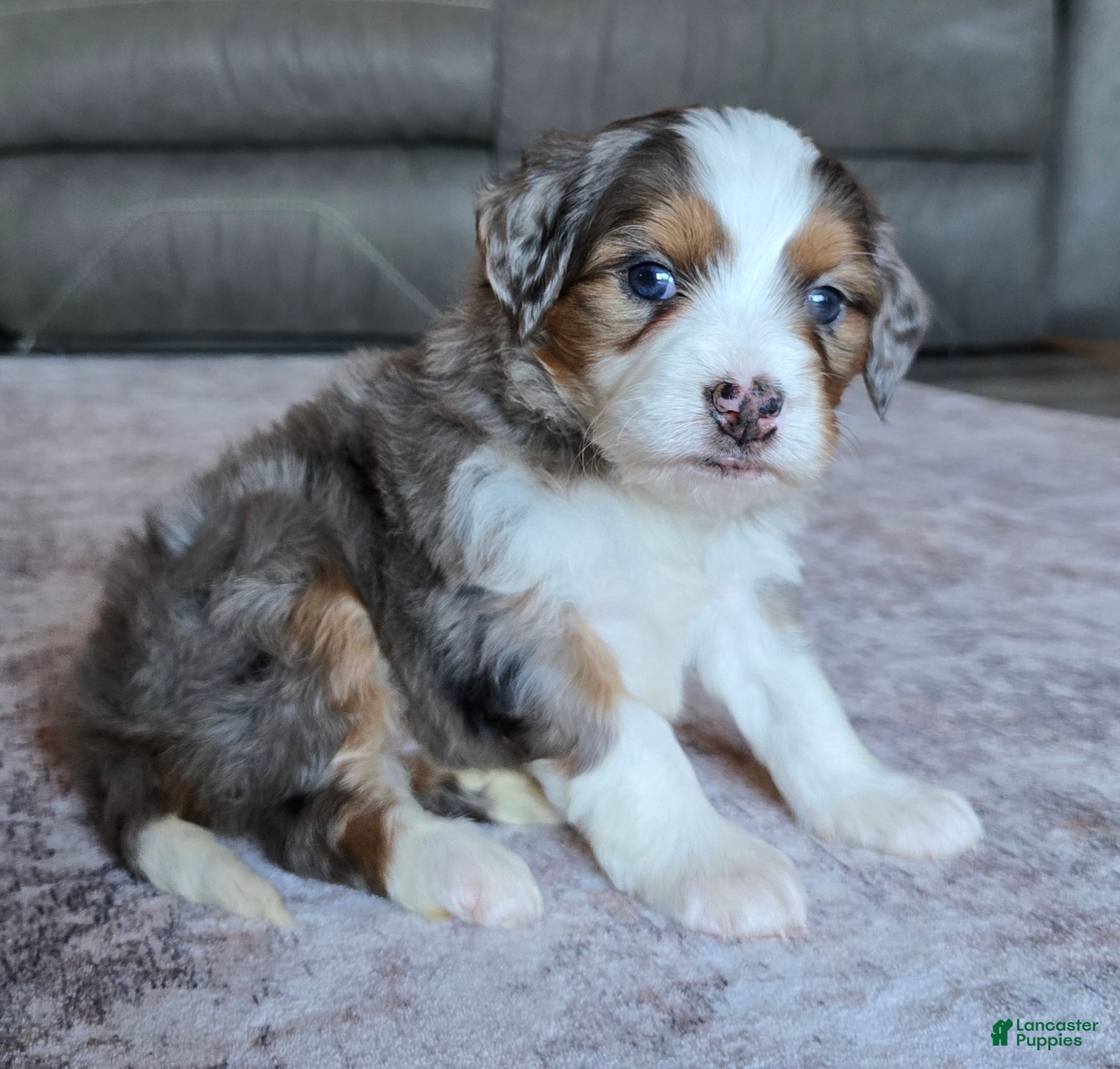 Mini Bernedoodle dogs Mini Bella  - Ad 2