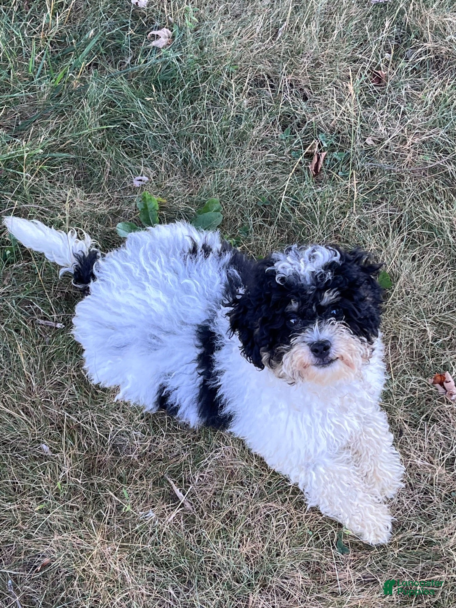Mini Bernedoodle dogs Popsicle - Ad 1
