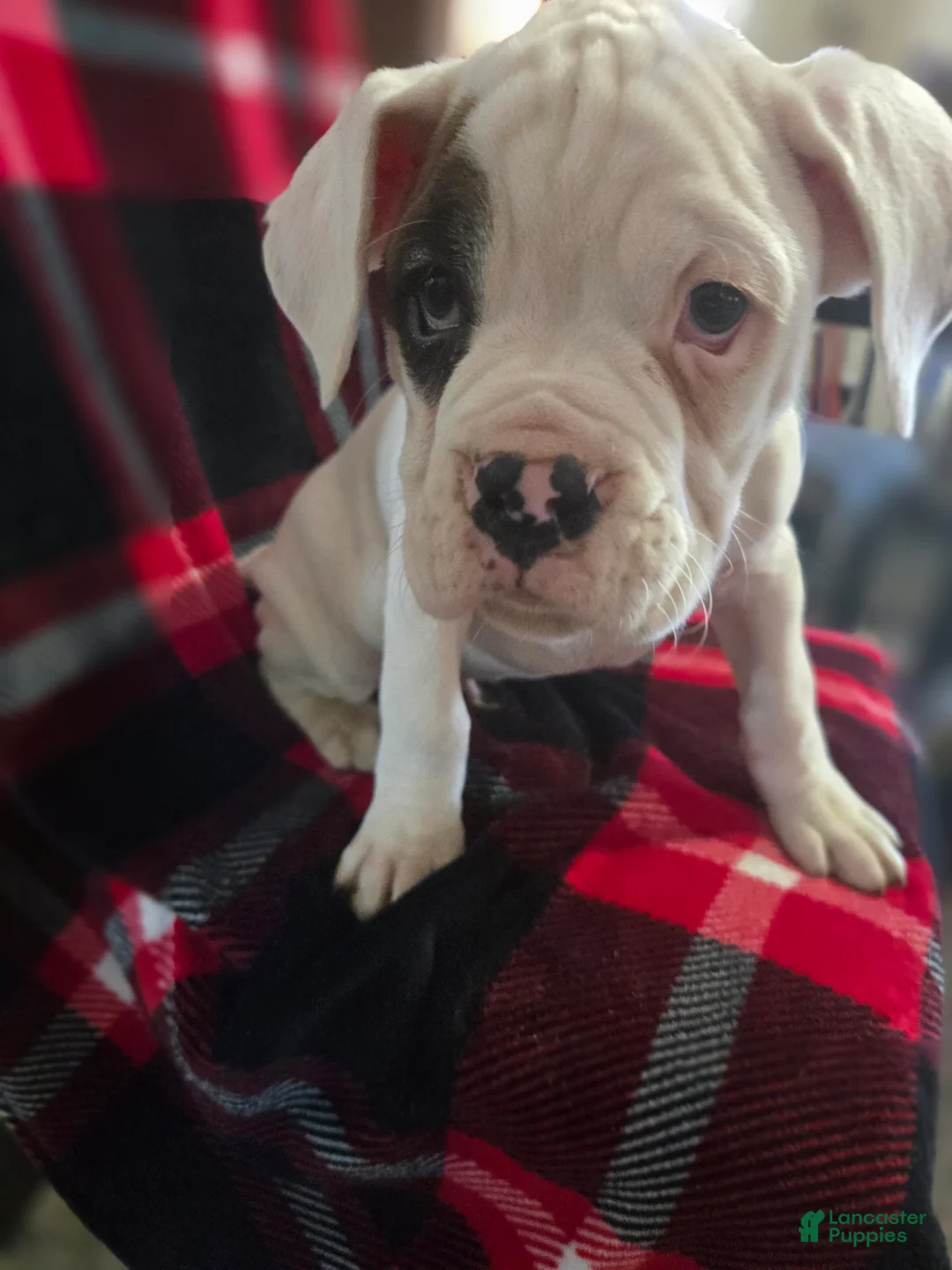 Boxer dogs for sale: Jimmy - Ad 1