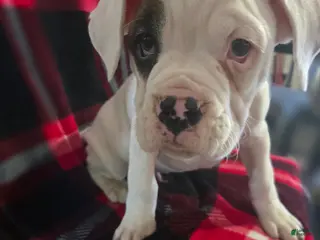 Boxer dogs Jimmy - Ad 8