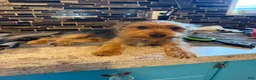 Yorkshire Terrier dogs for sale: Leo  - Ad 2