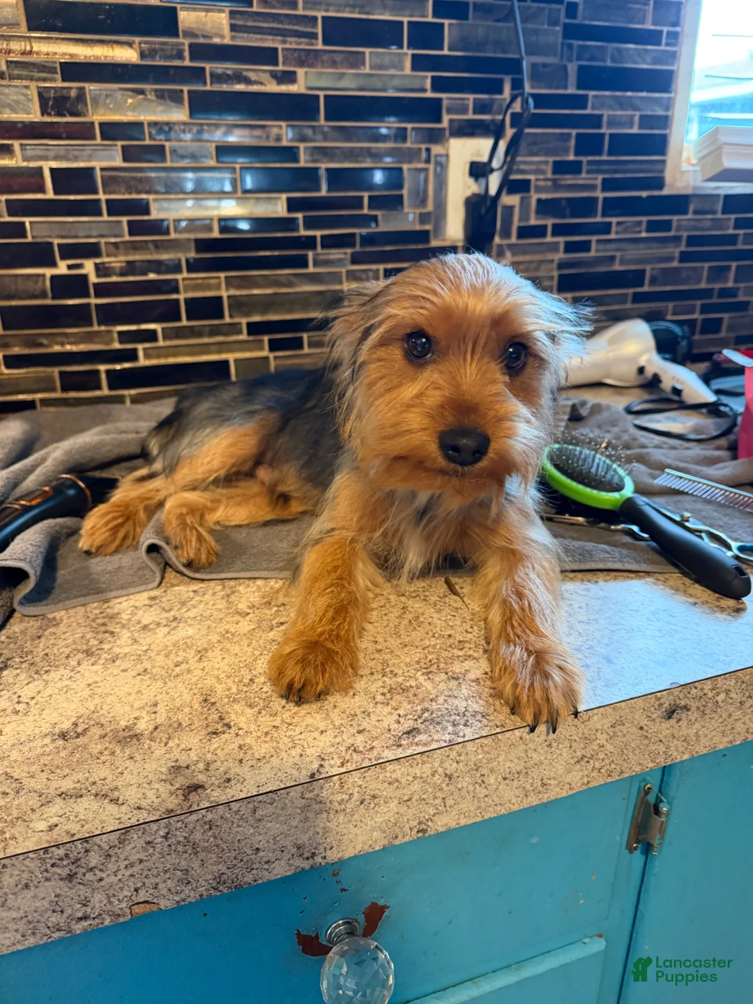 Yorkshire Terrier dogs for sale: Leo  - Ad 2