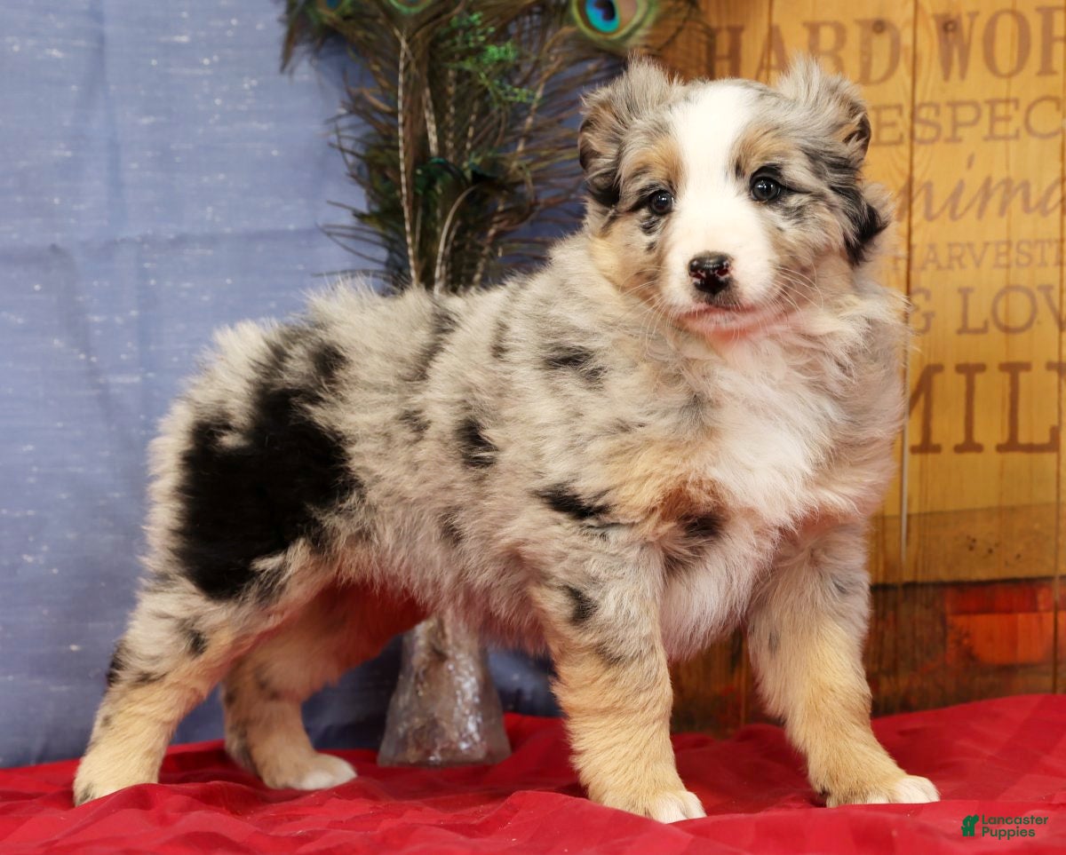 Miniature Australian Shepherd dogs Shelby - Ad 4