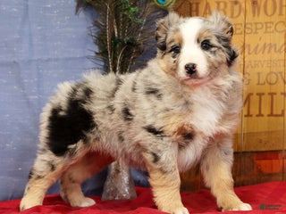 Miniature Australian Shepherd dogs Shelby - Ad 3