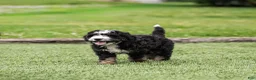 Bernedoodle dogs for sale: Brooks Bernedoodle Puppy  - Ad 8