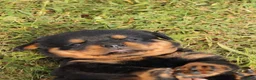 Rottweiler dogs for sale: Fiona  - Ad 5