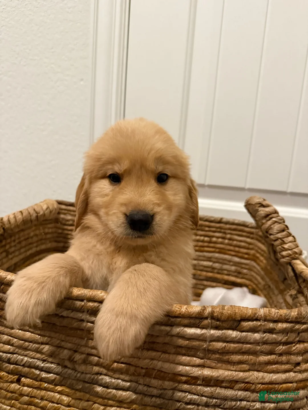 Golden Retriever dogs for sale: Orange - Ad 1