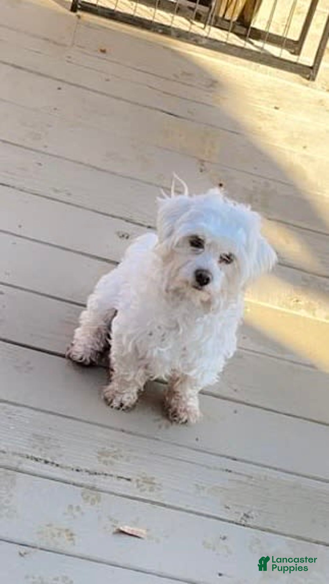 Shih Tzu Coton De Tulear Puppies For Adoption Puppies For Sale