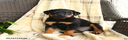 Rottweiler dogs for sale: Hansel - Ad 4