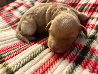 Mixed Breed dogs puppy 2 - Ad 3