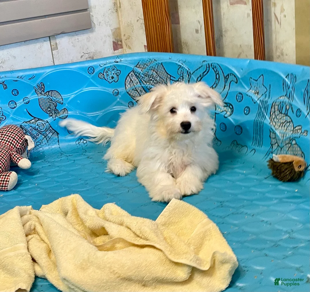 Mixed Breed dogs for sale: Shawn - Ad 15