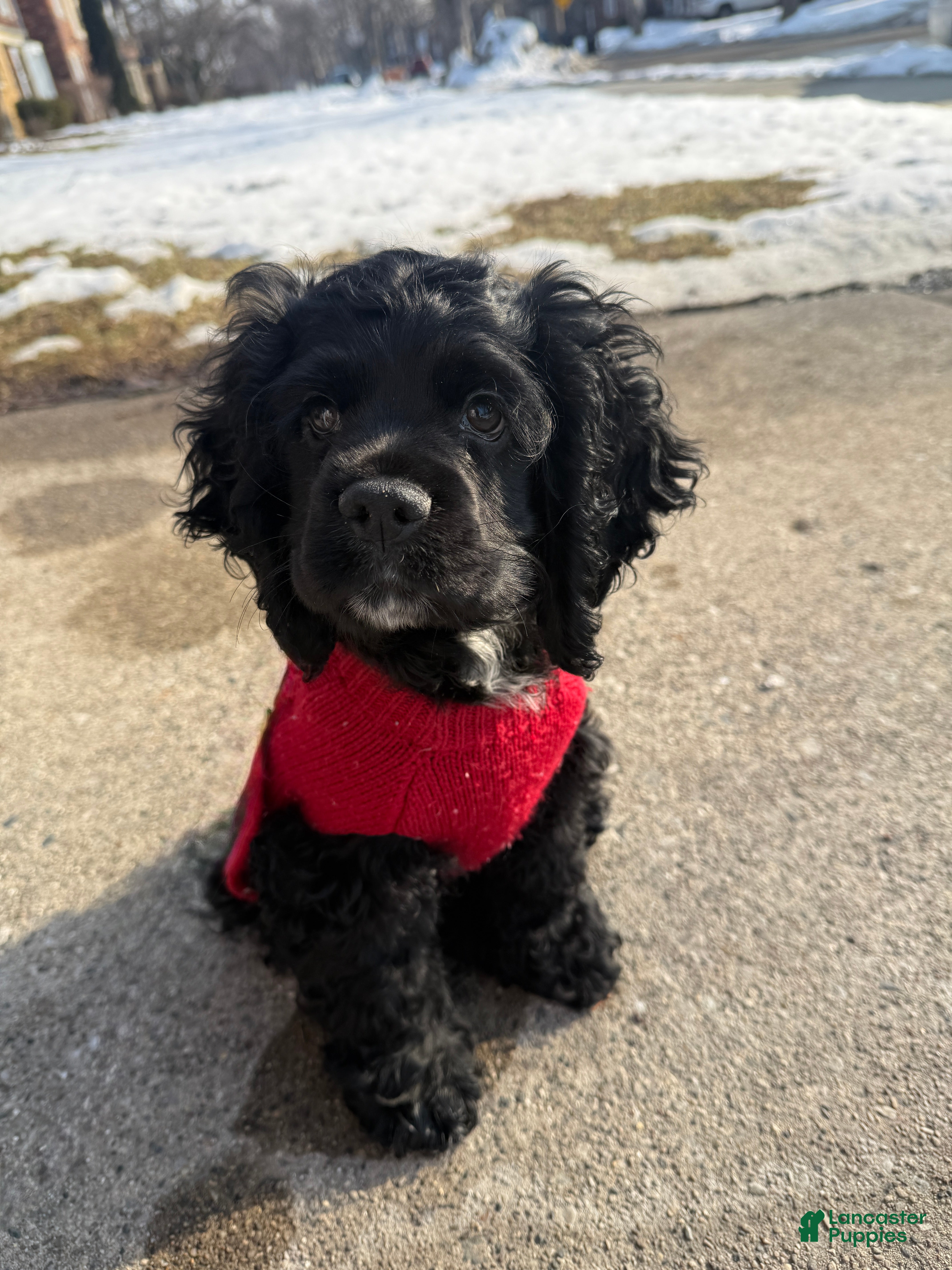 Cocker Spaniel dogs Hendrix - Ad 35