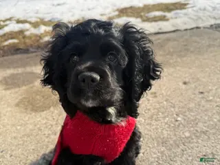 Cocker Spaniel dogs Hendrix - Ad 35