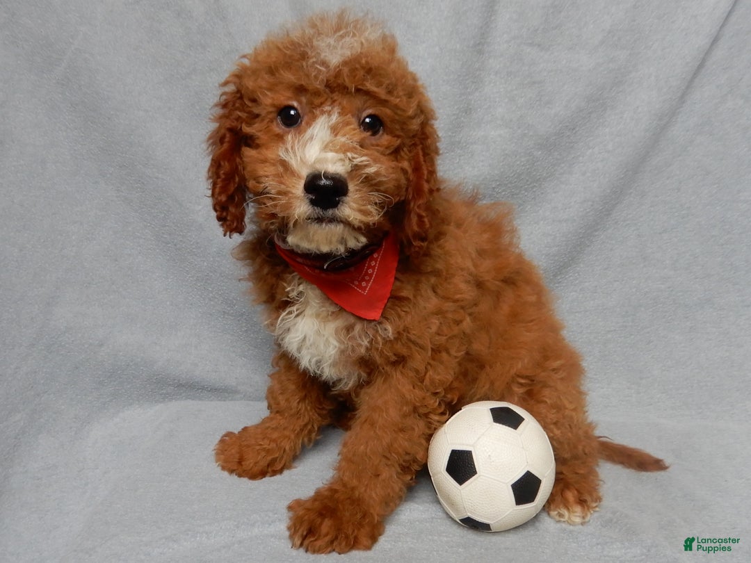 Mini Goldendoodle dogs for sale: Charlie - Ad 5