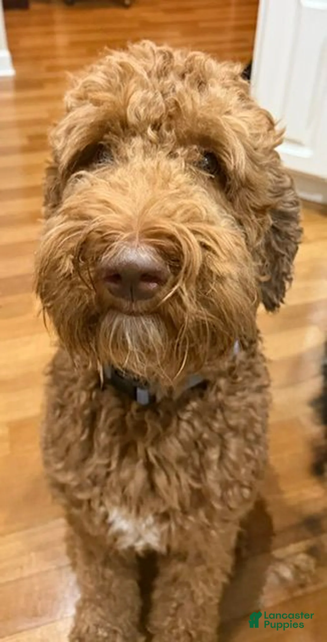 Goldendoodle dogs for stud: Bentley - Ad 2
