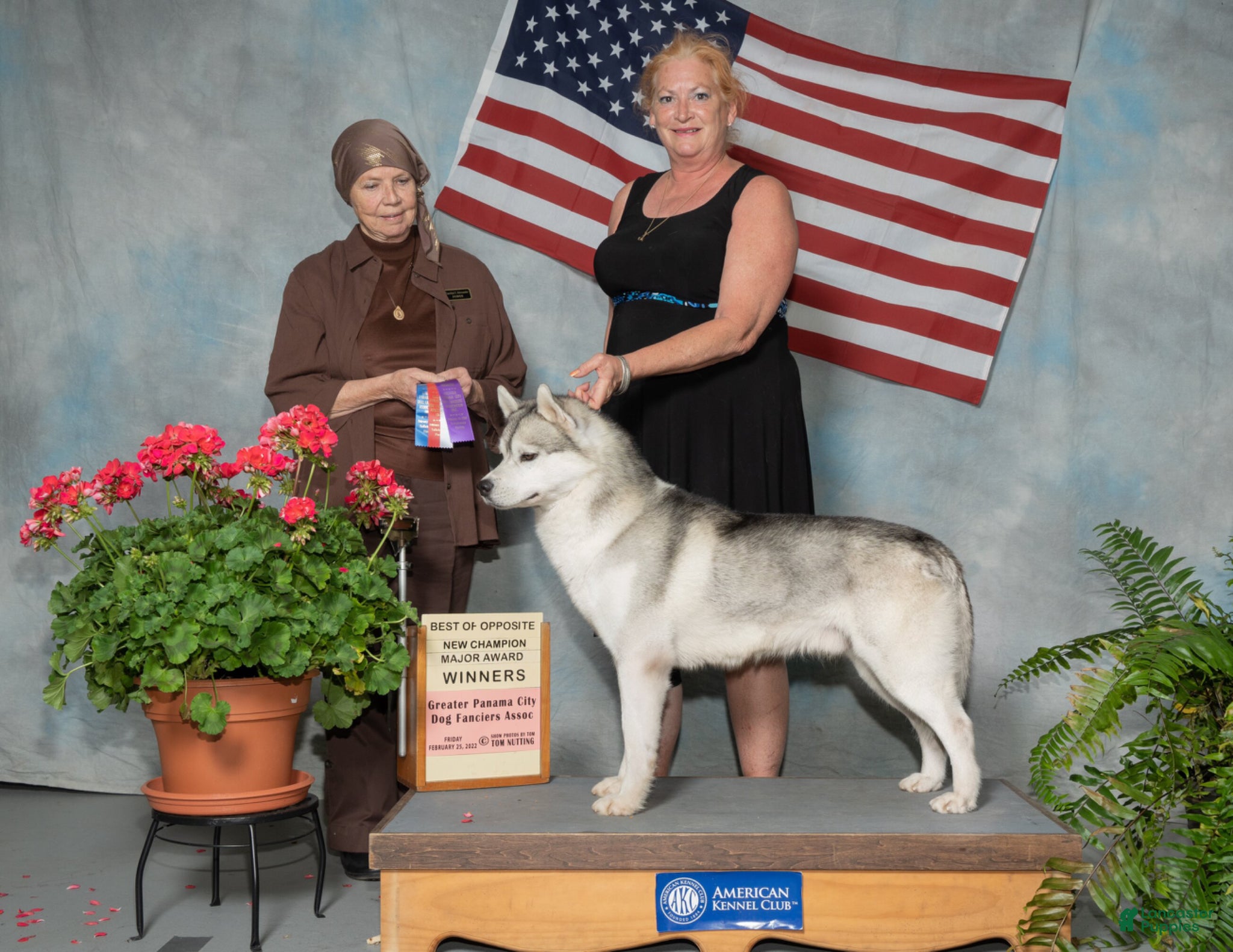 Siberian Husky dogs AKC Grand Champion import  - Ad 1