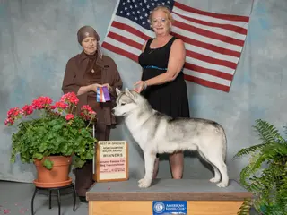 Siberian Husky dogs AKC Grand Champion import - Ad 1