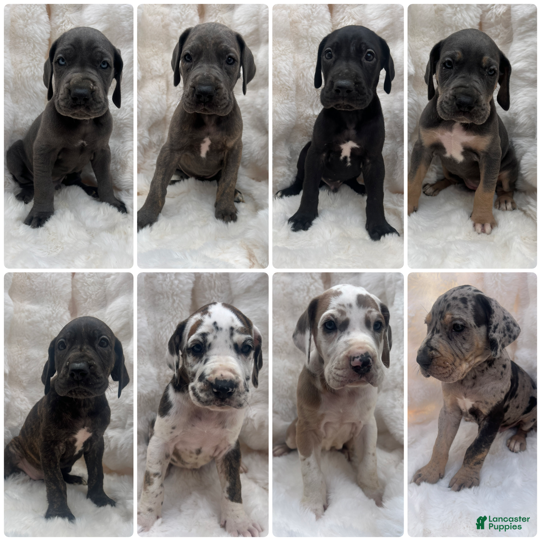 Great Dane dogs for sale: Smarty  - Ad 7