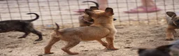 Belgian Malinois dogs for sale: Malinois M 2 - Ad 9